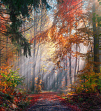 Un bel automne