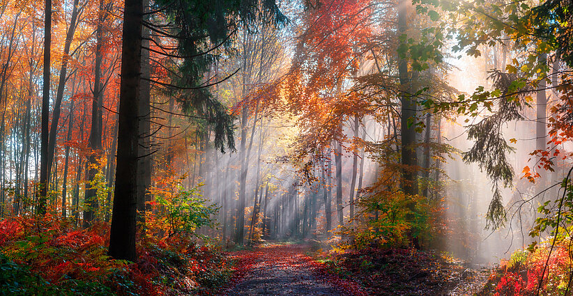 Un bel automne